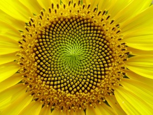 girasole